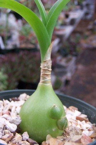 Cebolla De La Suerte, Amor En Botella, Albuca Bracteata