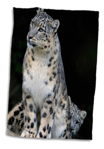 3d Rose Snow Leopard-panthera Uncia-asia-as26 Amr0000-andrés