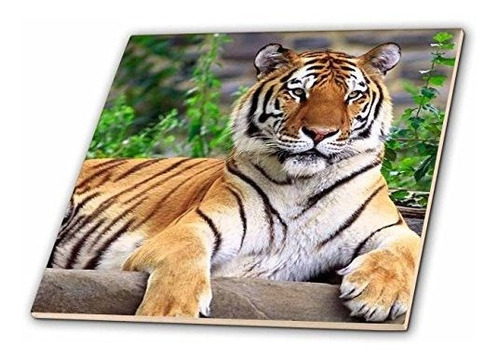 Imagen 1 de 1 de 3drose Llc Tigre Siberiano Baldosas De Ceramica De 12 Pulga