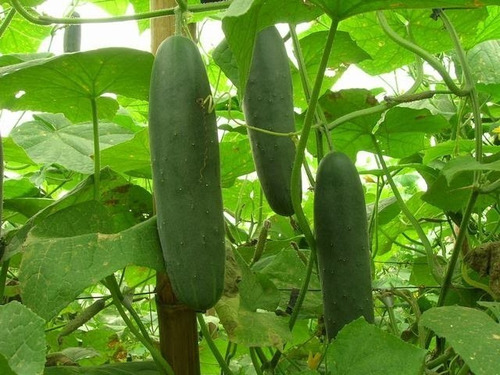 Semillas de pepino híbridas Aladdin Topseed 1000 semillas