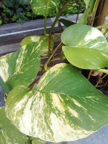 Planta Enredadera Telefono