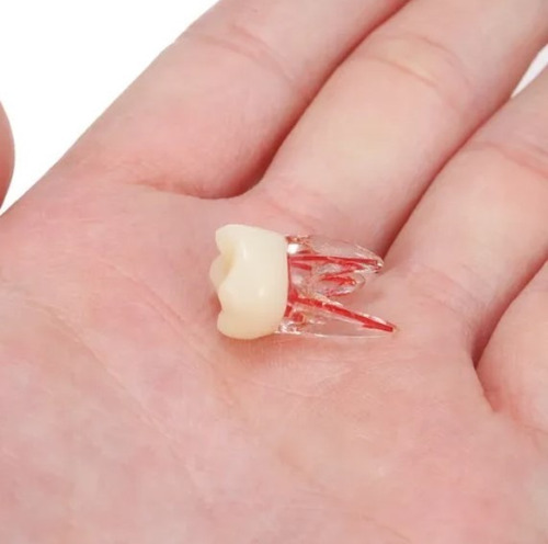 Imagen 7 de 10 de Molar Para Práctica Endodoncia Enseñanza Santiago