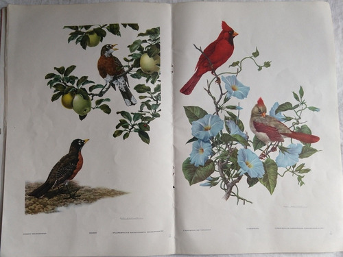 Láminas Antiguas, Dibujos De Aves. Libro Axel  Amuchastegui.