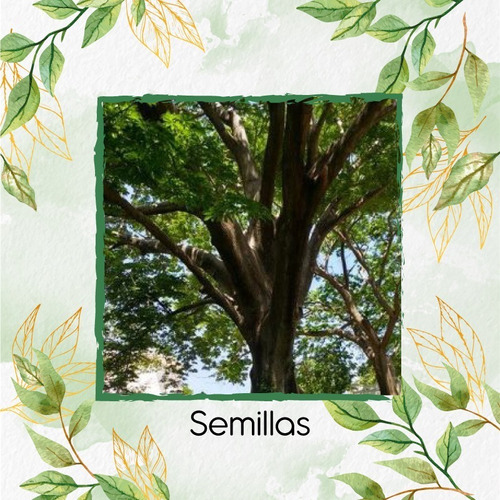 10 Semillas De Árbol Ceiba Colorada