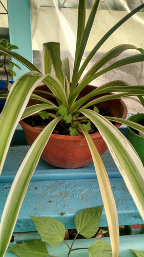 50 Plantas Para Jardines Verticales