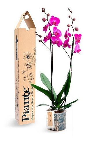 Orquídea Supreme Piante + Matera Limonade