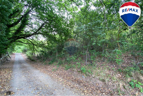 Predio Forestal En Venta 52 Ha. - Mantahue Gorbea