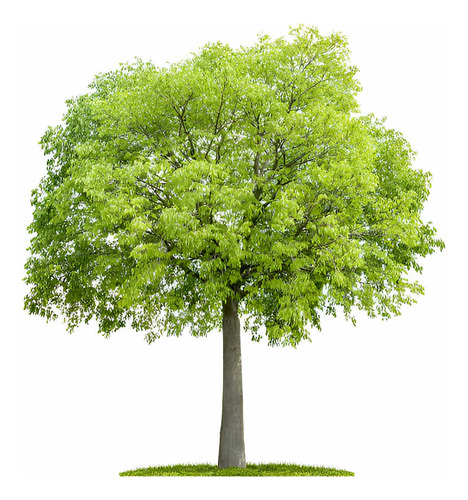 Arbol Celtis Australis Almez 4 Metros Gratis A Rm
