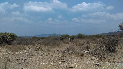 Imagen 12 de 13 de Macrolote En Venta Para Desarrolladores En Tequisquiapan, Querétaro.
