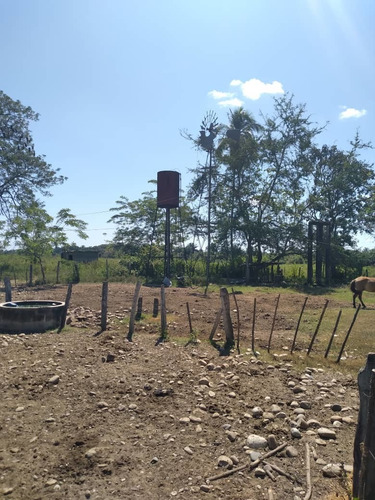 Imagen 13 de 13 de Finca En Barinas Carretera Vieja A 20 Min..de Barinas