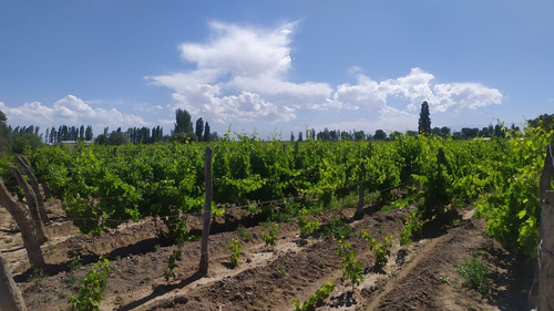 Imagen 11 de 15 de 96 Has Viñedos Y Frutales En Medrano