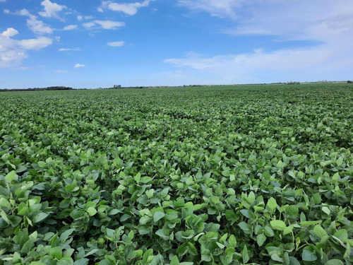 Campo De Monte En Alquiler De 80 Has En Rio Primero