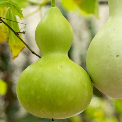 100 Semillas De Calabaza Porongo,lagenaria Siceraria+ Abono