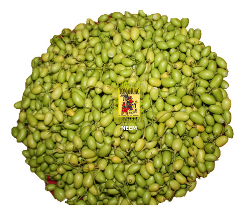 300 Semillas De Neem Codigo 907 + Regalos
