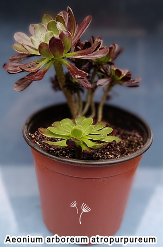 Aeonium Arboreum Atropurpureum