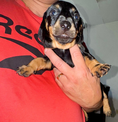 Cachorro Salchicha Dachshund Mini Negro C/marrón Claro Vac Negro Con Marrón Claro Macho