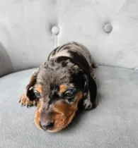 Comprar Dachshund Salchicha Arlequín  Cachorros Hembras Y Machos