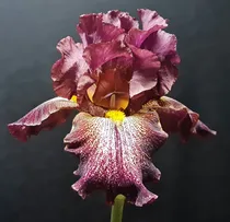 Comprar 3 Rizoma De Lirios Barbados O Iris Germanica Can Can Red