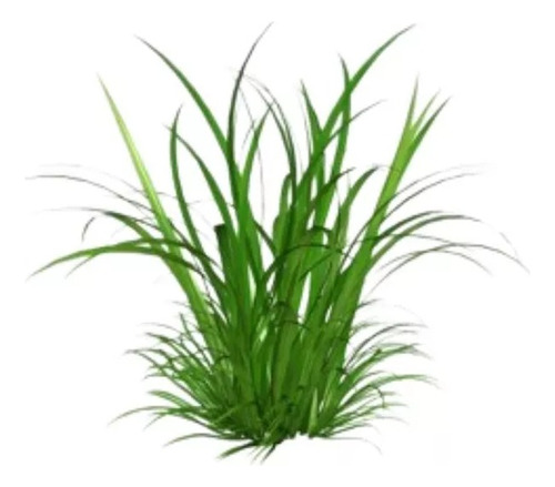 Lemon Grass Te Limon ( Planta ) 50 Cm 1 Pieza Envió Gratis