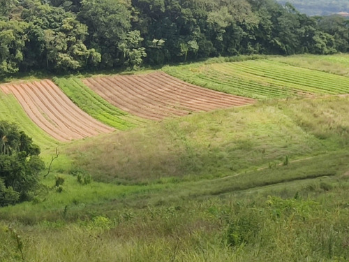 Imagem 5 de 6 de Terreno Com Áre Verde