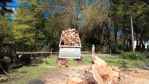 Poda, Tala Y Extracción De Árboles/palmeras Toda Zona Oeste!