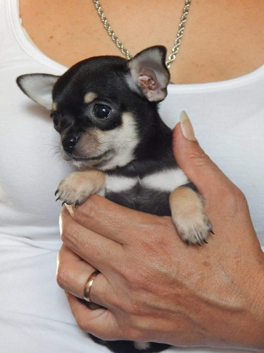 Chihuahua Macho Negro Fuego 5 Meses Blanco Con Chocolate