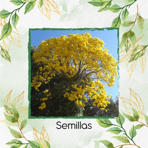 75 Semillas De Árbol Tecoma Stans