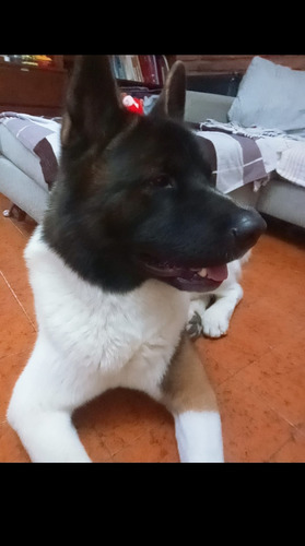 Akita Americano Para Monta