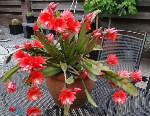 Cacto Orquidea Mix Flor Sementes Para Mudas | Parcelamento sem juros