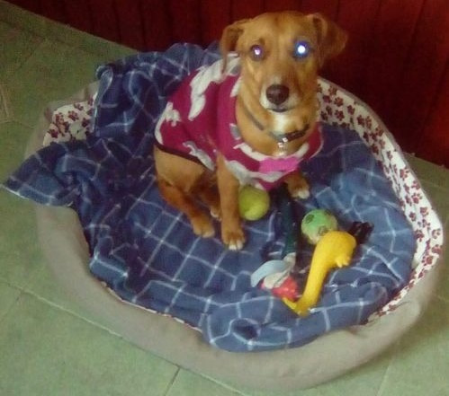 Imagen 8 de 9 de Alojamiento Individual Para Perros Pequeños En Casa Familia