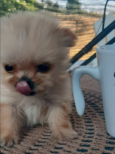 Perritos Cachorros Pequines Pekineses 