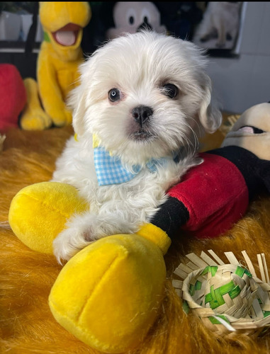 Lindissimo Filhote Shihtzu Branco