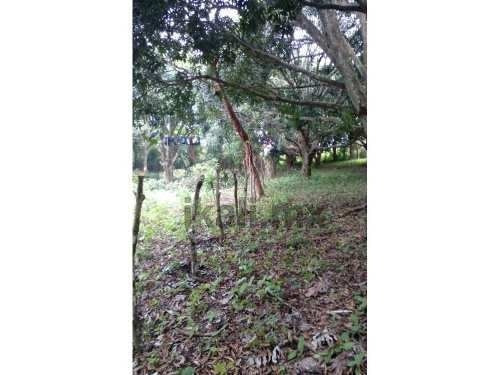 Imagen 3 de 11 de Terreno En Venta Carr. Costera Del Golfo Km. 149.5 Catemaco Veracruz 5000 M². Puede Fraccionarse Dependiendo De Las Necesidades Del Interesado,el Precio Por Metro Cuadrado Es De $500.00 Pesos. Está U