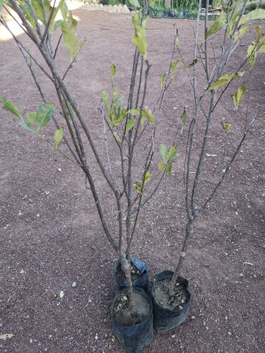 Arbol Ciruelo Amarillo (no Semillas)