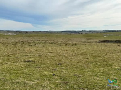 Campo Ganadero-forestal Con Buena Aptitud A 200 Kms De Mdeo !