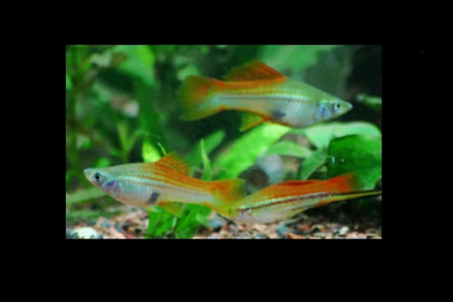 Pack 8 Peces Cola De Espada Surtido Pecera Acuarios Santiago