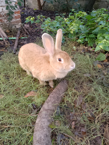 Coneja Hembra Joven 10 Meses De Raza Papada  