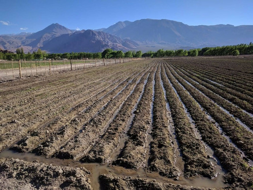 Terreno Cultivado En Uspallata