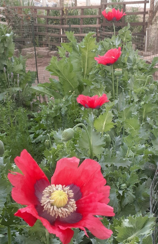 Amapolas Rojas Y Rosadas Mix Semillas De Mi Huerta A Tu Huer