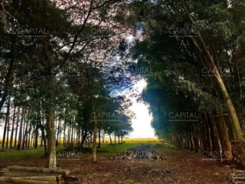 Campo Agrícola-ganadero Rocha