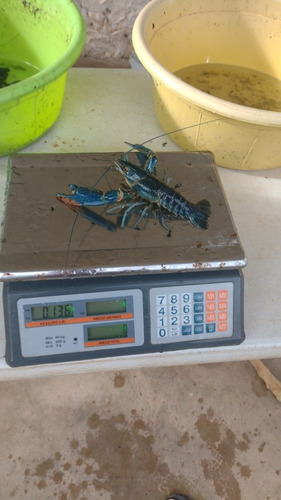 Imagen 9 de 10 de Langosta Australiana Redclaw Crayfish Congelada Chica 5kg