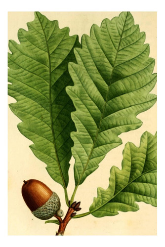 Libro: Estampado Botánico Vintage De Bellota Sin Fecha