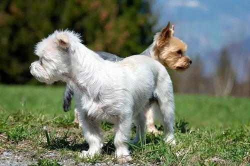 Imagen 7 de 9 de Alojamiento Individual Para Perros Pequeños En Casa Familia