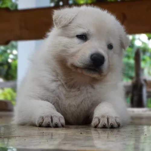 Cachorro Pastor Branco Suíço: características e fotos