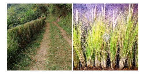 Colino De Vetiver Por 200 Esquejes