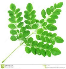 Moringa Orgánica - 16 Bolsitas De Te