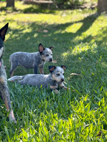 Cachorros Pastor Ganadero Australino