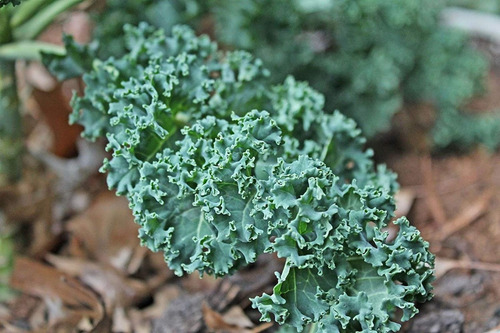 100 Sementes De Couve Crespa Anã Kale