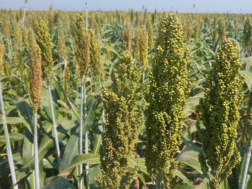 Semilla Sorgo Híbrido Persa (grano) Saco De 10kg