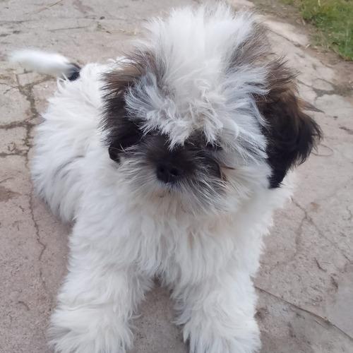 Último Cachorro Shizsup Con Carne Y Vacunas 